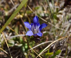 Gentiana affinis ovata