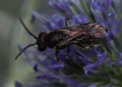 Hylaeus communis