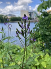 Verbena hastata