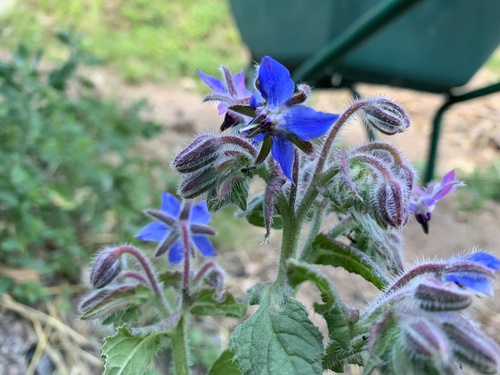 borák lekársky (Borago officinalis)