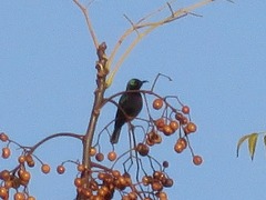 Cinnyris bifasciatus