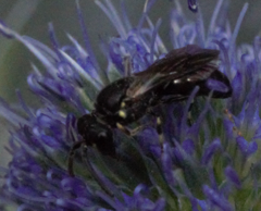 Hylaeus communis