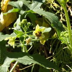Andrena bicolor
