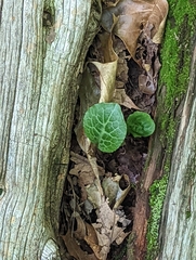 Pyrola americana
