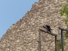 Corvus cornix