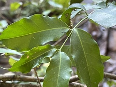 Salacia gerrardii
