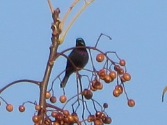 Cinnyris bifasciatus