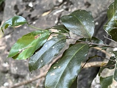 Salacia gerrardii