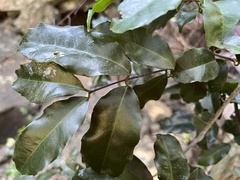 Salacia gerrardii