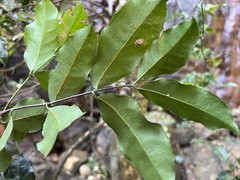 Salacia gerrardii