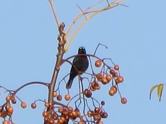 Cinnyris bifasciatus