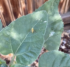 Strauzia longitudinalis