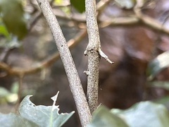 Salacia gerrardii