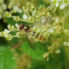 Meliscaeva cinctella