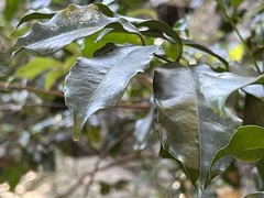 Salacia gerrardii