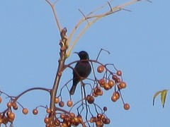 Cinnyris bifasciatus
