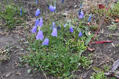 Campanula rotundifolia