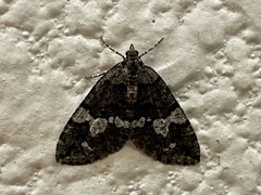 Hydriomena albifasciata