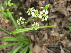 Veratrum hybridum