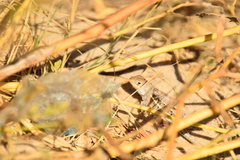 Chalarodon madagascariensis