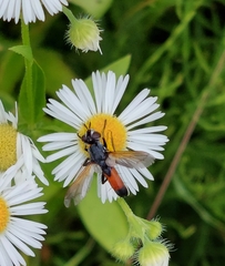 Cylindromyia brassicaria