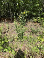 Helianthus resinosus