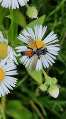 Cylindromyia brassicaria