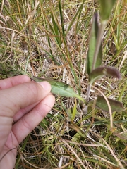 Veronica barrelieri barrelieri