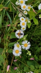 Cylindromyia brassicaria