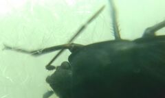 Aellopus atratus