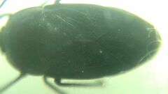 Aellopus atratus