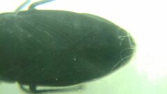 Aellopus atratus