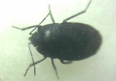 Aellopus atratus