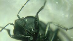 Aellopus atratus