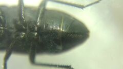 Aellopus atratus