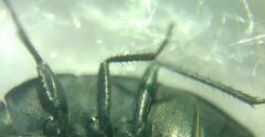 Aellopus atratus