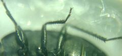 Aellopus atratus