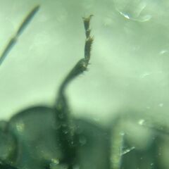 Aellopus atratus