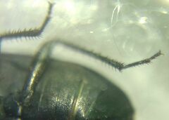 Aellopus atratus