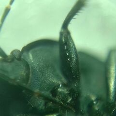 Aellopus atratus