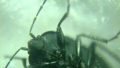 Aellopus atratus