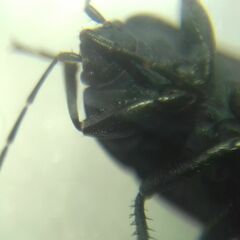 Aellopus atratus