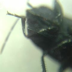 Aellopus atratus