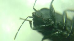 Aellopus atratus