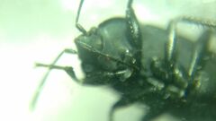 Aellopus atratus