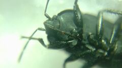 Aellopus atratus