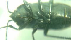 Aellopus atratus