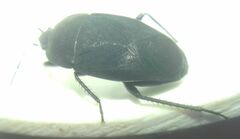Aellopus atratus
