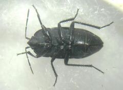 Aellopus atratus