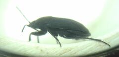 Aellopus atratus